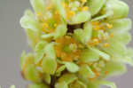 Fragrant sumac